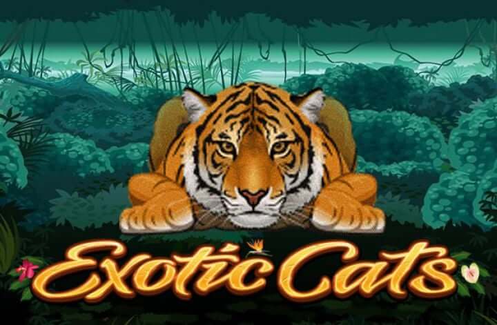 Exotic cats