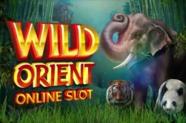 Wild orient