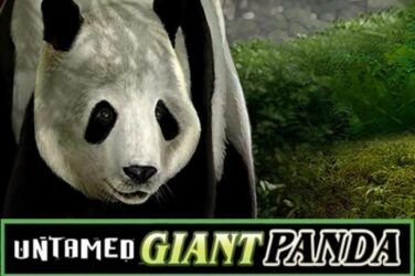 Untamed giant panda