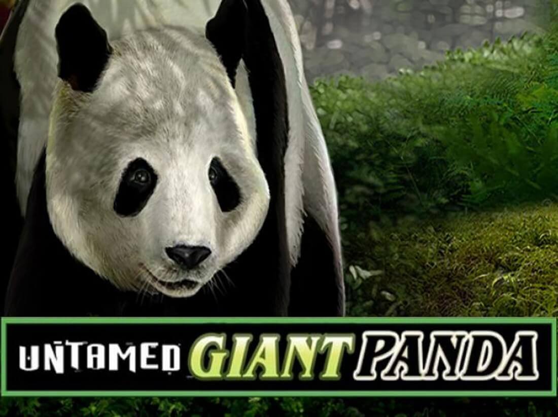 Untamed giant panda