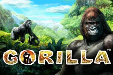 Gorilla