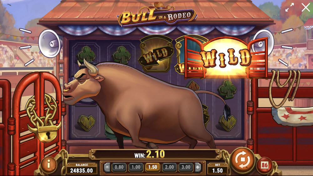 Bull in a rodeo