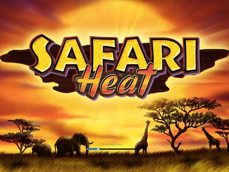 Safari heat