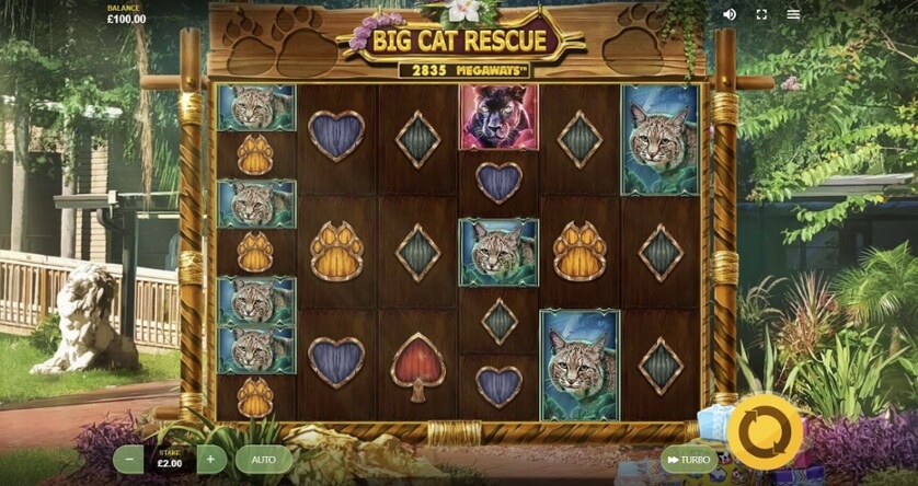 Big cat rescue megaways