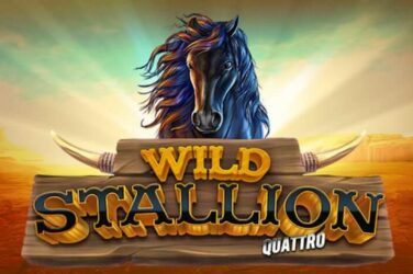 Wild stallion